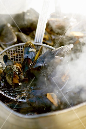 Cooking mussels in a pan