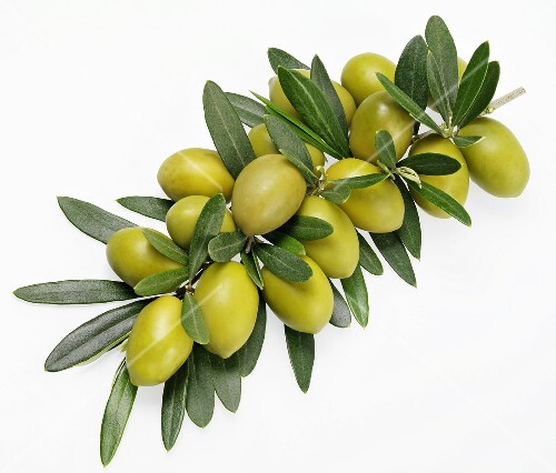 Olive branch with green olives