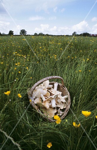 Fresh St. George's mushrooms in a basket