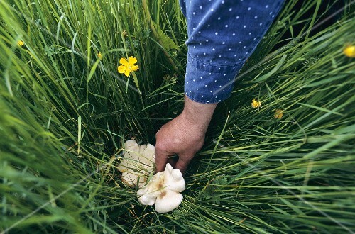 Picking mushrooms