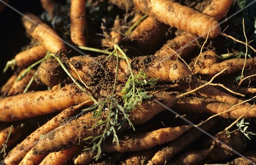 Freshly picked organic carrots