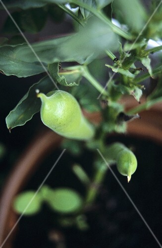 Beans on the plant