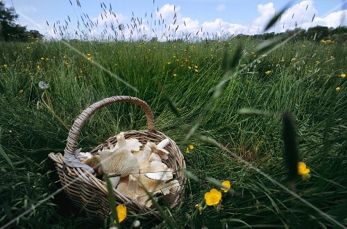 Fresh St. George's mushrooms in a basket