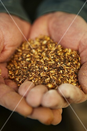 Barley in someone's hands