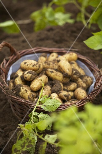 A basket full of freshly harvested potatoes
