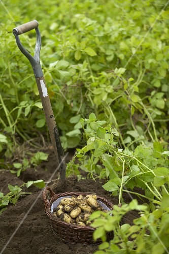 Harvesting potatoes