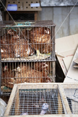 Hens in cages (Mallorca)