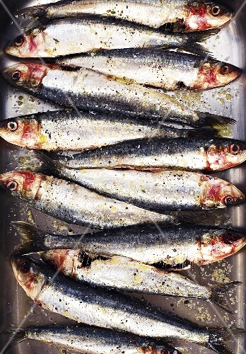 Sardines in a row from above