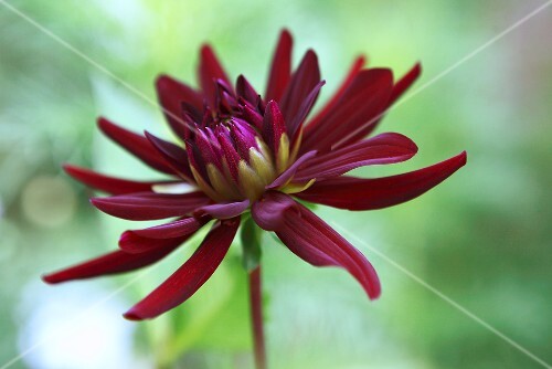 Dark red dahlia