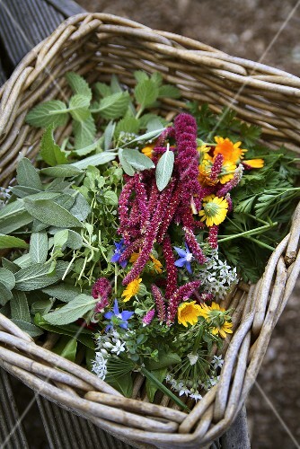 Fresh herbs and flowers in basket