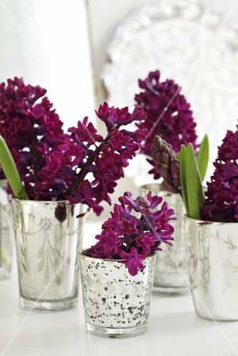 Hyacinths in several silver beakers