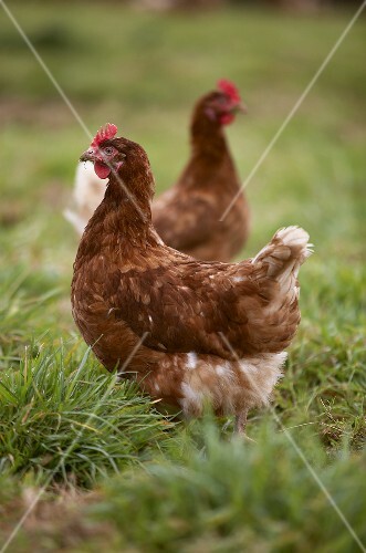 Two free-range hens