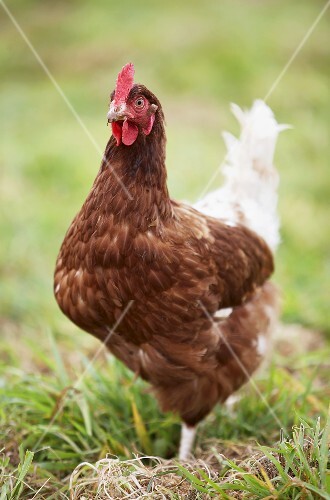 A hen