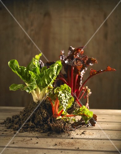 Three different types of Swiss chard with soil