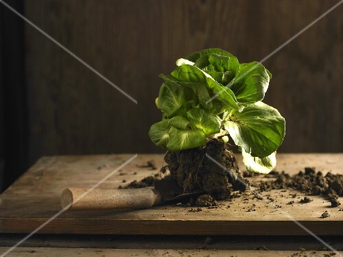 Chicory Grumolo Verde with soil on a trowel