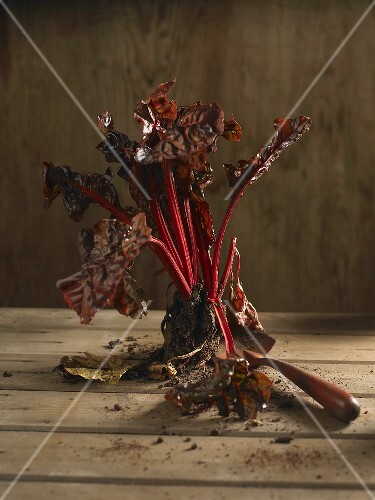 Freshly harvested ruby chard with soil