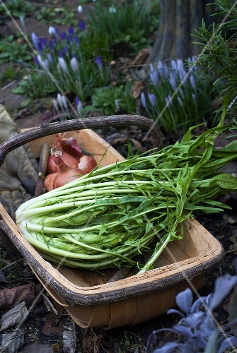 Puntatelle (Italian chicory), picked, in winter garden
