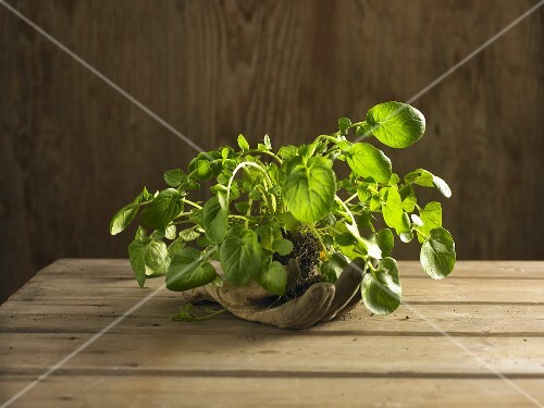 American or land cress on a glove