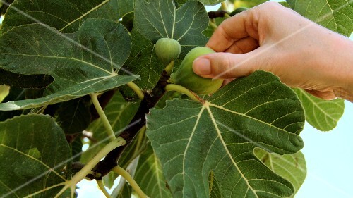 Hand picking a fig from the tree