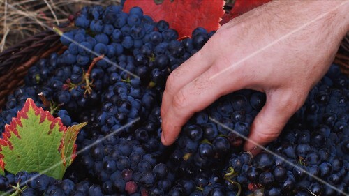 Red wine grapes in a basket