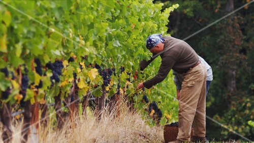 Two men picking grapes, Oregon, USA