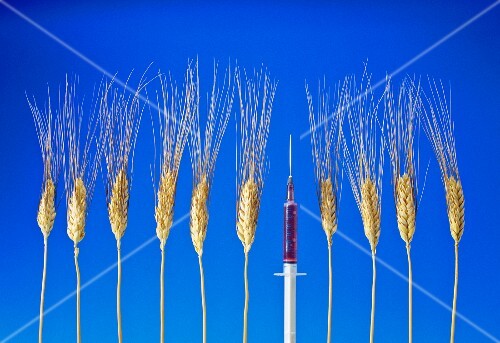 Gentechnik: Ähren mit einer Spritze