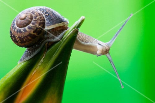 Schnecke auf einer exotischen Blume