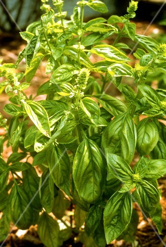 Basil Plant