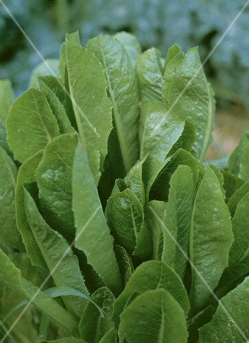 Sorrel Lettuce