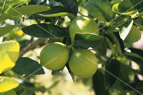 Limes Growing on a Tree