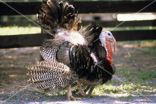 A Turkey