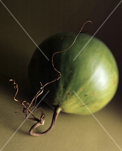 Green pumpkin with stalk