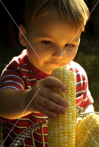 A Little Boy Putting Fresh Corn in a Wire Basket