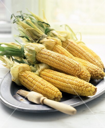 Corn on the Cob with Husks Pulled Back