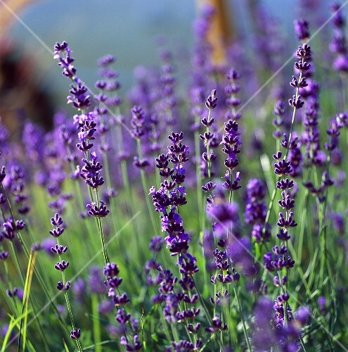 Flowering lavender in the field