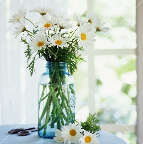 Marguerites in blue glass in front of window