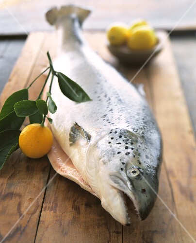 Whole Fresh Salmon