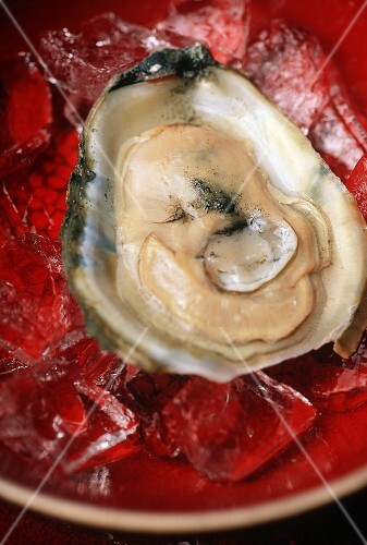 Oyster on the Half Shell on Ice in a Red Bowl
