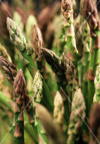 Many Fresh Asparagus Spears