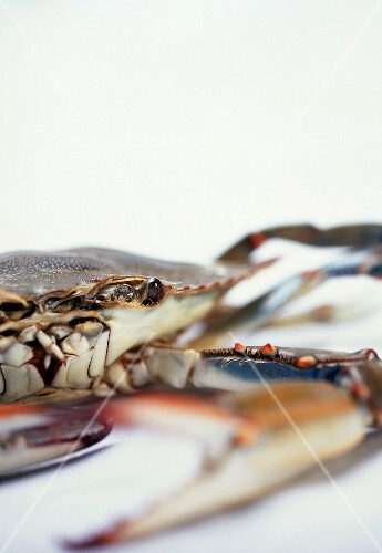 Blue Crab on a White Background; Close Up