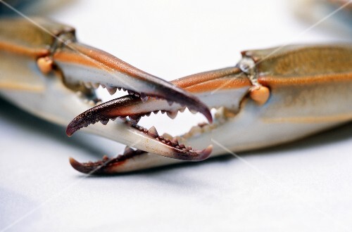 Blue Crab Claws