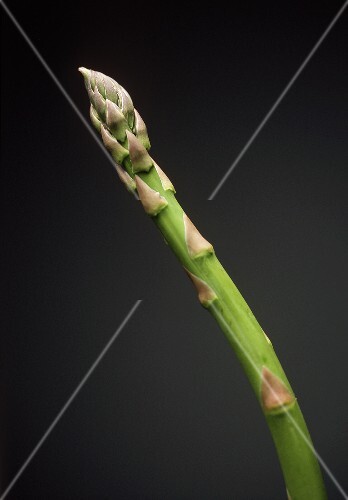 A Single Asparagus Spear