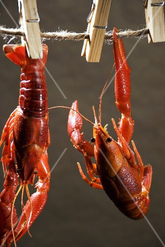 Two Crawfish Hanging From Clothes Line