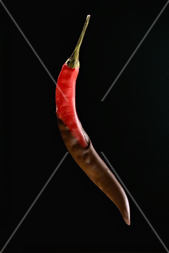 Chocolate Covered Chili Pepper