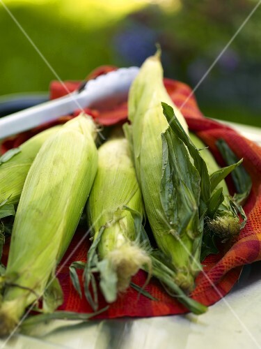 Fresh Corn on the Cob