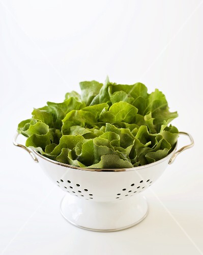 Kopfsalat im Fussseiher
