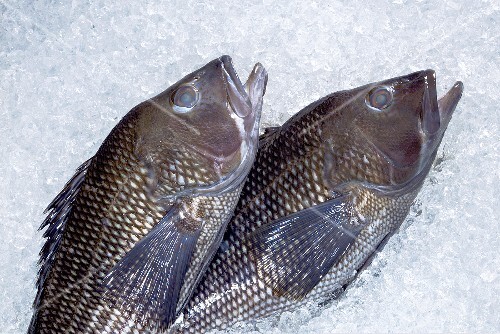Two Black Sea Bass on Ice