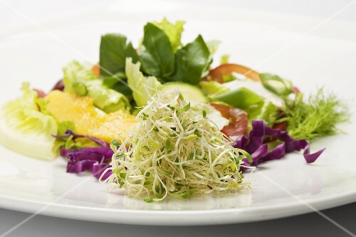 Alfalfa Sprouts with Salad