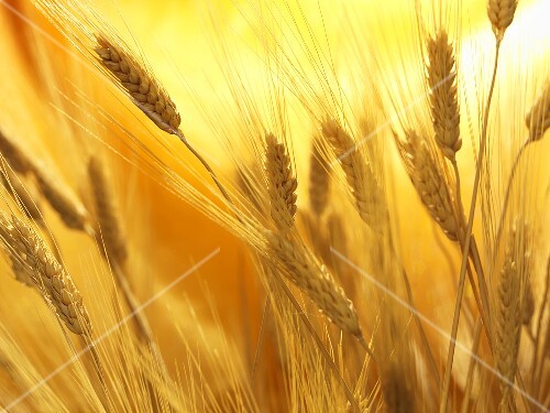 Wheat Field