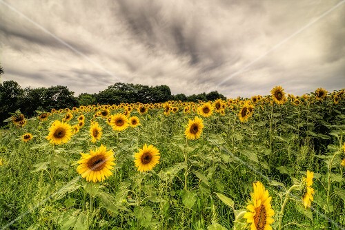Sunflower Field Under Cloudy Skies